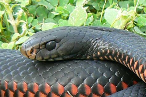 Australia Snakes, Red Belly Black Snake, Australian Snakes, Red Flower Tattoo, Black Snake Tattoo, Snake Tattoo Meaning, Red Flower Tattoos, Red And Black Snake, Australian Fauna