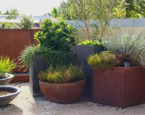 Five Top Trees - Native Plant Project Plants For Planters, Australian Garden Design, Coastal Garden, Patio Trees, Australian Native Garden, Courtyard Gardens, Plant Breeding, Australian Plants, Australian Garden