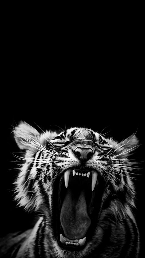 ' ... YAWN ! ... ' Black Tiger Wallpaper, Tiger Wallpaper Iphone, Wallpaper Tiger, Dark Grunge Aesthetic, Wild Animal Wallpaper, Tiger Artwork, Tiger Wallpaper, Lion Wallpaper, Screen Savers Wallpapers