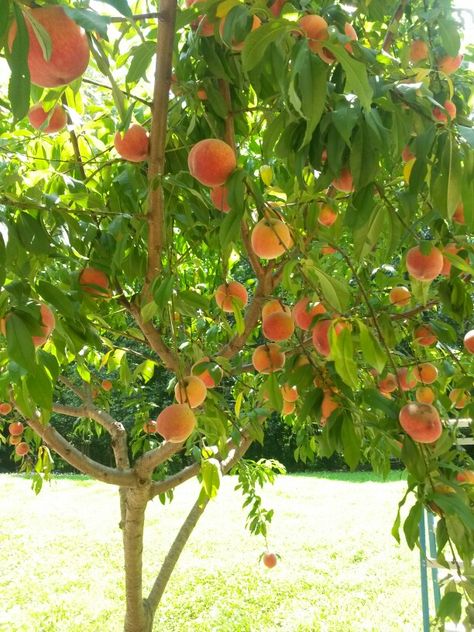 Patio Peach Tree, Peach Tree Aesthetic, Peach Orchard Aesthetic, Peach Trees Aesthetic, Red Haven Peach Tree, Elberta Peach Tree, Peach Farm, Fruit Trees Backyard, Digital Garden