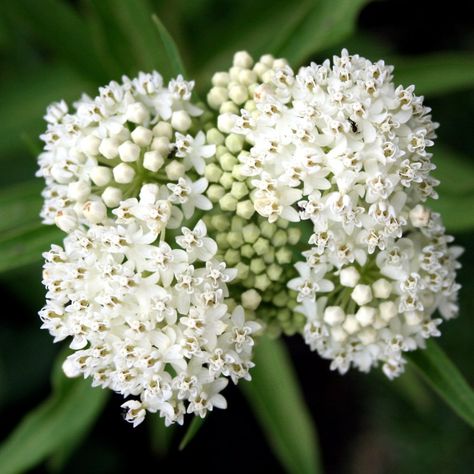 Monarch Waystation, February Flowers, Butterfly Milkweed, Ballet White, Island Bed, Butterfly Monarch, Asclepias Incarnata, Beautiful White Flowers, Milkweed Seeds