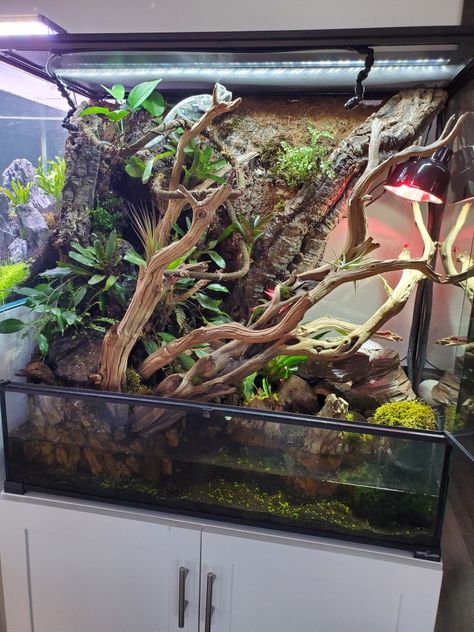 Bioactive Chameleon Enclosure, Ball Python Enclosure Ideas, Crested Gecko Vivarium, Frog Enclosure, Tree Frog Terrarium, Bioactive Terrarium, Chameleon Enclosure, Gecko Vivarium, Lizard Terrarium