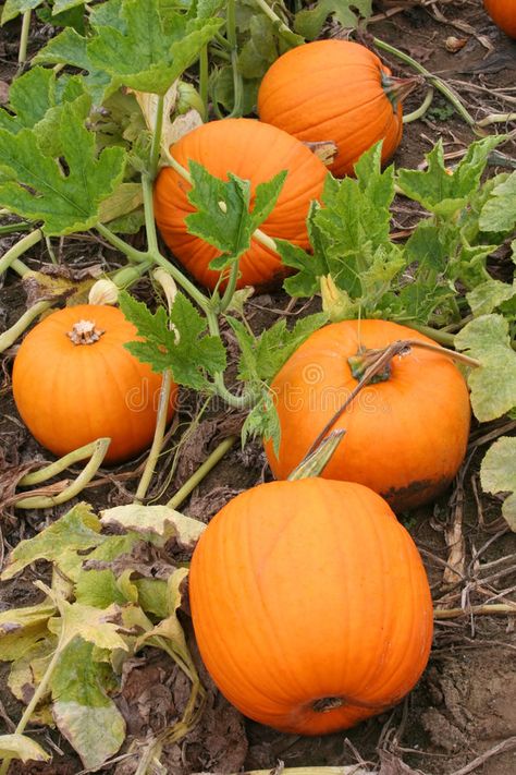 Pumpkins Growing, Jack O Latern, Pumpkin Field, Crop Farming, Pumpkin Vine, Growing Pumpkins, Large Pumpkin, Seed Company, Organic Seeds