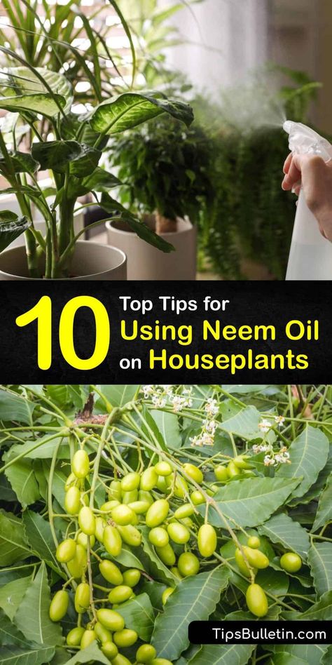 Discover how to use Bonide neem oil against plant pests and powdery mildew. Fight fungus gnats and spider mites on any indoor plant using neem oil with these amazing tips and tricks. Safe, effective pest control has never been so easy. #neem #oil #houseplants Neem Oil Spray For Plants, Neem Oil Plant Spray Recipe, Been Oil For Plants, Uses For Neem Oil, Using Neem Oil On Houseplants, Diy Neem Oil Spray For Plants, How To Use Neem Oil On Plants, Peppermint Oil Uses Pest Control, Neem Oil For Plants Pest Control