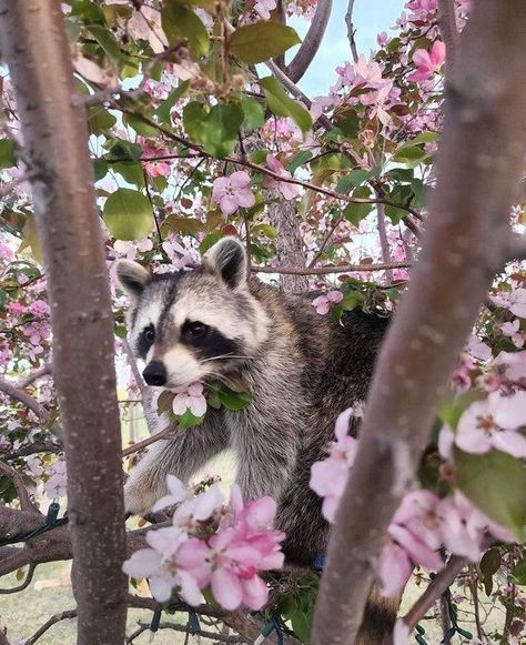 Bear Goddess, Pet Raccoon, Cut Animals, Petting Zoo, Cute Raccoon, Raccoon Funny, Trash Panda, Silly Animals, Racoon