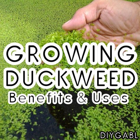 Duckweed Aquarium, Turtles Aquarium, Water Farming, Prawn Farming, Aquaculture Aquaponics, Small Flowering Plants, Turtle Care, Aquaponics Greenhouse, Water Cleaner