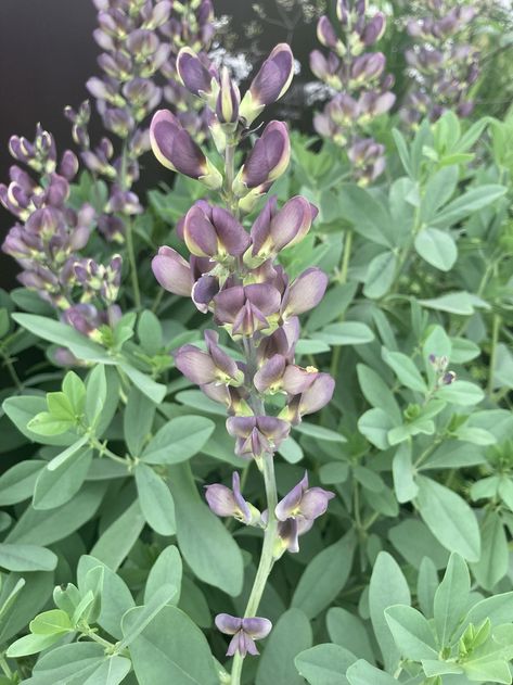 Baptisia australis Baptisia Plant, Geranium Phaeum, Baptisia Australis, Small Flowering Plants, Floral Archway, Indigo Plant, Best Plants, California Poppy, Chelsea Flower