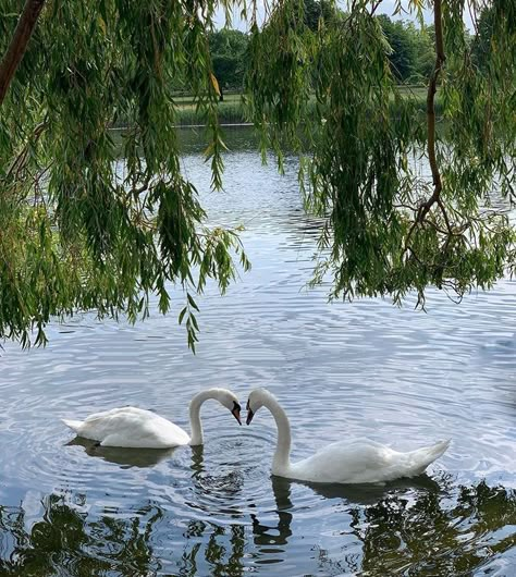 Innocent Love, Pink Ocean, Swan Lake, Cute Creatures, Nature Aesthetic, Swans, Green Aesthetic, Aesthetic Pictures, Art Inspo