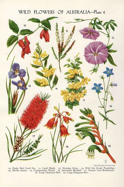 vintage Botanical flower print Australian Wild Flowers Wattle Bottlebrush Kangaroo Paw flower art illustration: Botanical Flowers Print, Australian Wildflowers, Australian Flowers, Australian Native Flowers, Australian Plants, Kangaroo Paw, Vintage Botanical Prints, Vintage Drawing, Flower Artwork