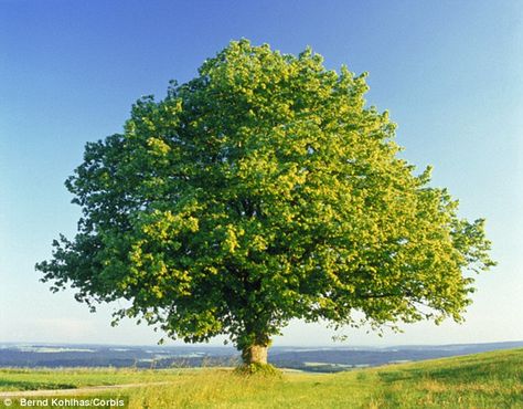 A new threat is facing the iconic oak tree (stock image). Experts have warned that the English oak could be devastated by a plant disease spreading through Europe Plants Landscape, Jpg Images, A Tree, Tree Photos, Trees Art, Planting Trees, English Oak Tree, 숲 사진, Deadly Plants