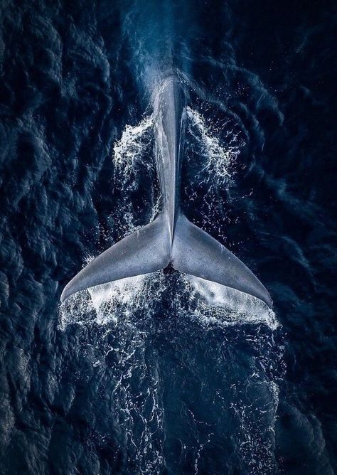 A Whale, Humpback Whale, In The Ocean, The Ocean, Swimming, Tumblr, Water