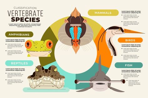 Free Vector | Flat design classification of animals infographic Classification Of Animals, Animal Infographic, Zoo Project, Infographic Inspiration, Science Illustration, Infographic Design Inspiration, Info Design, Animal Posters, Videos Design