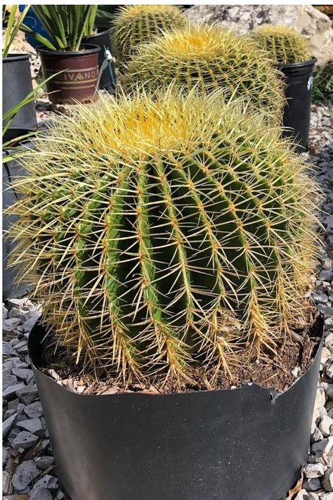 A distinctive, compact cactus with a spherical shape, ribbed surface, and golden-yellow spines. Plant lovers appreciate the Golden Barrel Cactus for its striking appearance, low maintenance, and resilience in arid conditions. Dive into our article for cultivating and caring tips for Echinocactus grusonii, from soil preferences to ensuring a thriving, golden-hued specimen. Photo Credit: @solstice_gardens https://bonsaimary.com/golden-barrel-cactus.html Golden Barrel Cactus, Cactus Care, Barrel Cactus, Desert Plants, Golden Yellow, Plant Lover, Cactus Plants, Low Maintenance, Photo Credit