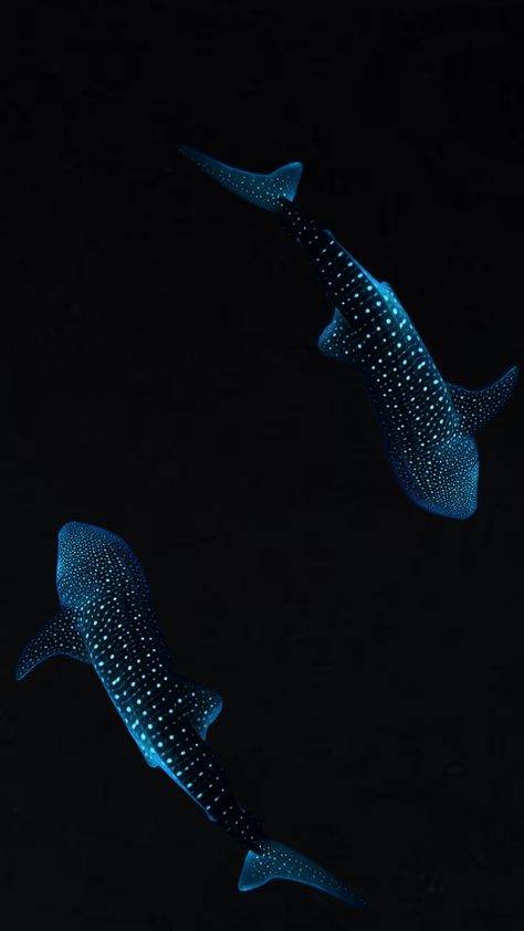 #whaleshark #whalesharkwallpaper Whale Shark Background, Aesthetic Whale Shark, Whale Shark Photography, Whale Shark Aesthetic, Whale Shark Wallpaper, Shark Wallpaper Iphone, Sharks Wallpaper, Shark Background, Whale Sharks