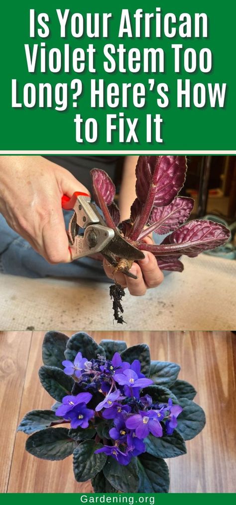 Is Your African Violet Stem Too Long? Here’s How to Fix It How To Repot African Violets, Repotting African Violets, How To Propagate African Violets, African Violets Propagation, Africa Violets, Plant Advice, African Violet Care, Indoor Orchids, African Violet Pots