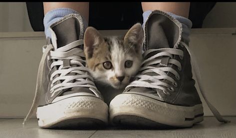 Converse cat Cat Converse, Cat Pp, Animal References, Converse Sneaker, Converse, Sneakers, Quick Saves, Black, Art