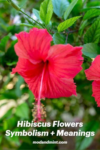 Hibiscus: Discover the symbolism, meaning, and mythology of these stunning flowers that come in a variety of colors (all with their own meanings). Enjoy! Hibiscus Meaning, Hibiscus Flower Meaning, Plant Meanings, Symbolism Meaning, Purple Hibiscus, Stunning Flowers, Memorial Ceremony, Yellow Hibiscus, Garden Stairs