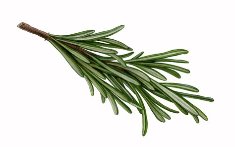 Rosemary is not a rosemary, rules RHS - it's a sage, as they tell gardeners to change plant labels Thyme Sprig, Rosemary Plant, Art Promotion, Plant Labels, Diy Gardening, Plant Identification, Edible Flowers, Garden Diy, Kitchen Garden