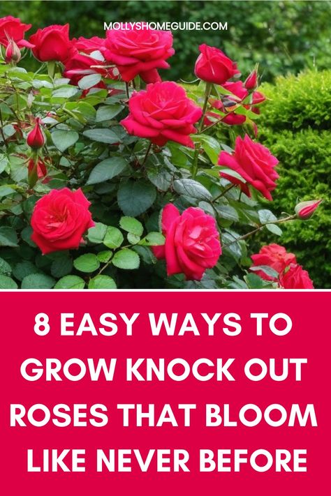 Looking to enhance your garden with beautiful knock out roses? Learn the best techniques on how to grow knock out roses successfully. Discover expert tips and tricks for planting, watering, pruning, and caring for these vibrant flowers. Transform your outdoor space with stunning blooms that will brighten up any landscape. Whether you're a beginner or experienced gardener, this step-by-step guide will help you cultivate healthy and thriving knock out roses in no time! Rose Flower Plant, When To Trim Rose Bushes, Planting Roses Flower Beds, Knock Out Roses Care, How To Care For Roses, Roses Garden Ideas, Knockout Roses Care, Pruning Knockout Roses, Caring For Roses