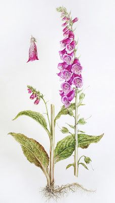 Dianne Sutherland Dianne Sutherland, Digitalis Purpurea, Contemporary Botanical Art, Illustration Courses, Illustration Botanique, Botanical Illustrations, Botanical Watercolor, Botanical Painting, Card Toppers