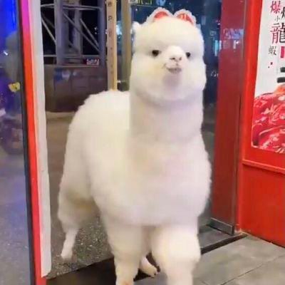 Cute Alpaca Aesthetic, Leucistic Animals, Fluffy Llama, Lama Animal, Cute Lama, Rare Albino Animals, Funny Llama, Cute Alpaca, Cute Llama