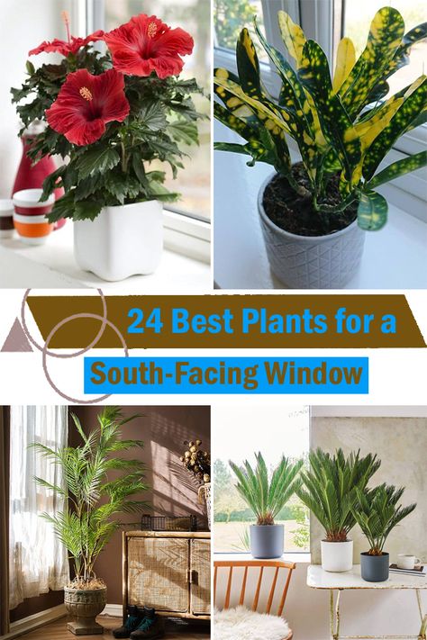 Do you want to know about the Best Houseplants for South-Facing Windows? Here are the best types to place near the sunny ones at home. Best Plants For South Facing Window, Plants South Facing Window, South Facing Window Plants, Plants For South Facing Windows, Garden Techniques, Shade Loving Shrubs, Best Houseplants, Kalanchoe Blossfeldiana, Small House Plants