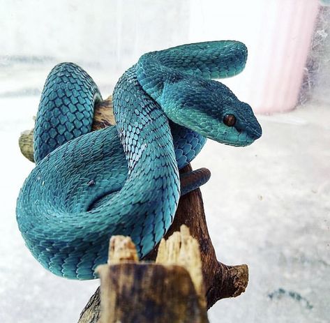 Blue insularis pit viper Blue Insularis, Pit Dog, Viper Snake, Cool Snakes, Pitt Bulls, Colorful Snakes, Venomous Snakes, Shih Tzu Funny, Blue Pits