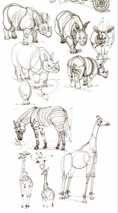 Big Animals Drawing, Animal Anatomy Drawing, People As Cartoons, Sketches Anatomy, Animal Studies, Animal Sketch, Structural Drawing, Animal Drawings Sketches, Animal Anatomy