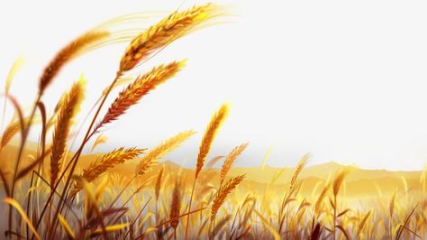 Wheat Vector, Church Backgrounds, Certificate Background, We Bare Bears Wallpapers, Great Works Of Art, Golden Wheat, Fields Of Gold, Wheat Fields, Down On The Farm