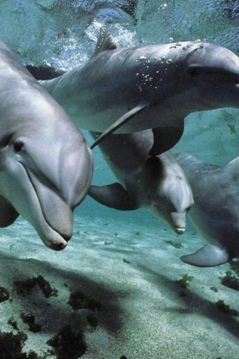 dolphins All About Dolphins, Dolphin Photos, Creature Marine, Fauna Marina, Marine Mammals, Narwhal, In The Ocean, Sea Animals, Whales