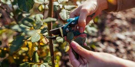 Plants You Should Never Prune in the Winter When To Prune Roses, Spring Containers, Pecan Pie Bites, Pruning Roses, Breakfast Party Foods, Easy Dinner Casseroles, Fall Gardening, Gladioli, Plant Problems