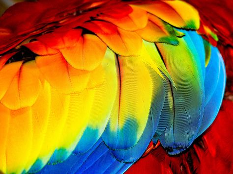 Macaw Aesthetic, Macro Fotografia, Parrot Flying, Peacock Feather Art, Macaw Feathers, Parrot Art, Scarlet Macaw, Feather Texture, Colour Story