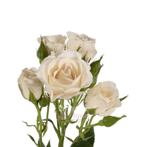 White Majolika Spray Rose White Blush - Potomac Floral Wholesale Pendleton Wedding, White Spray Rose, White Spray Roses, Spray Roses, Beautiful Rose Flowers, Boho Rainbow, Silver Spring, Rainbow Flowers, Wedding Bouquet