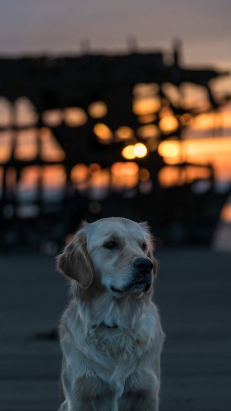 labrador, dog, muzzle Puppy Wallpaper Iphone, Golden Retriever Wallpaper, Dog Wallpaper Iphone, Wallpapers Hd 4k, Dog Background, Cute Dog Wallpaper, Puppy Wallpaper, Dog Muzzle, Wallpaper Android