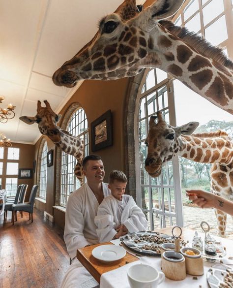 Giraffe Hotel, Giraffe Manor, Giraffes, Log In, Log, Hotel, How To Plan, Travel, Instagram