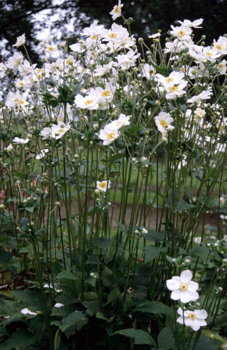 Anemone Garden, Anemone Japonica Honorine Jobert, Honorine Jobert Anemone, Anemone Honorine Jobert, Anemone Whirlwind, Anemone Nemorosa, Japanese Anemone Honorine Jobert, Anemone Hybrida Honorine Jobert, Anemone Tomentosa Robustissima