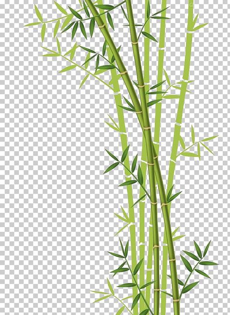 Bamboo Border, Photography Png, White Flowering Plants, Green Grass Background, Autumn Leaf Color, Leaves Illustration, Leaf Illustration, Leaf Border, Toy Design