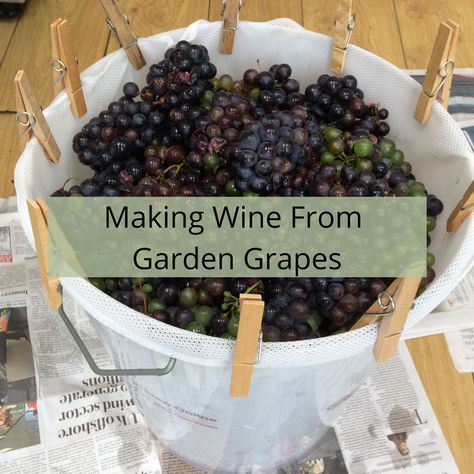 Since we started making our own everything, I can't tell you how many people have asked us about making wine from garden grapes. Or, indeed, how many people have offered us their garden grapes to make wine. So it's about time I wrote down how to do it. Grape Wine Recipe, Making Wine From Grapes, Homemade Grape Juice, Grape Juice Recipe, Making Wine At Home, Alcohol Still, Wine Making Recipes, Homemade Wine Recipes, Wine Yeast