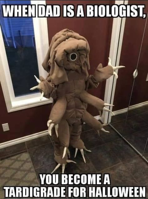 Tardigrade Costume, Moss Piglet, Best Costume Ever, Great Costume Ideas, Bear Costume, Weird Fish, Cool Art Projects, Cool Halloween Costumes, Background Pictures