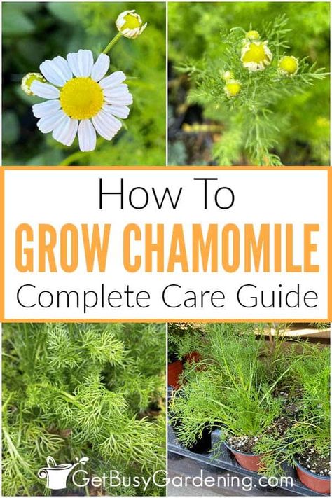 If you’re interested in learning how to grow chamomile flowers in your garden, then check out my comprehensive guide for all the details and tips you need. I’ve shared tons of information on chamomile plant care in the garden including choosing the right location, how much water it needs, plus tips on pruning, harvesting the flowers, and so much more. Beginners will be able to get it established in their garden and enjoy the fragrant, beautiful blooms on either Roman or German chamomile easily. How To Plant Chamomile Seeds, How To Harvest Camomille, How To Grow Citronella Plants, Harvesting Chamomile, Harvesting Chamomile For Tea, Harvesting Camomille, How To Harvest Chamomile, How To Grow Camomile, How To Use Chamomile Plant