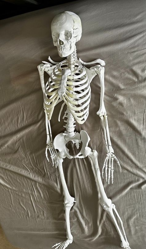 Human Ribcage (to complete the DaveMakesStuff skeleton) by DuoMaxwell - Thingiverse Skeleton Model Project, Human Rib Cage, Human Skeleton Model, Small Skeleton, Skeleton Human, Skeleton Model, Human Sculpture, Human Skeleton, The Skeleton