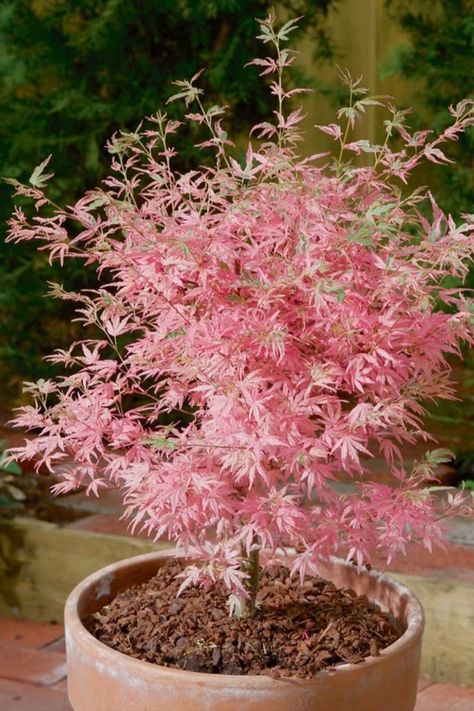 The Japanese Pink Maple tree, also known as Acer palmatum 'Osakazuki', is a stunning variety of maple known for its vibrant pink foliage in the fall. It is a deciduous tree that showcases intense autumn colors, creating a breathtaking spectacle of pink, red, and orange leaves. The Japanese Pink Maple is highly prized for its ornamental value and is a popular choice for adding beauty and charm to gardens and landscapes. This post contains an affiliate link which adds no cost to you. Acer Trees, Tiny Tree, Japanese Maple Tree, Acer Palmatum, Plant Tree, Potted Trees, Bonsai Garden, Pink Leaves, Maple Tree