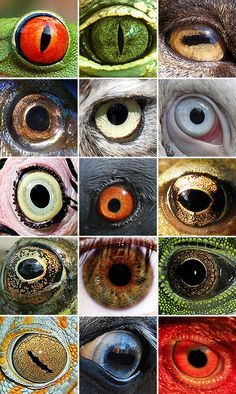 Printables and Labels on Pinterest | 409 Pins on potion labels ... Different Animal Eyes, Regard Animal, Realistic Eye Drawing, Animals Tattoo, Different Colored Eyes, Potion Labels, Animal Eyes, Realistic Eye, Middle School Art