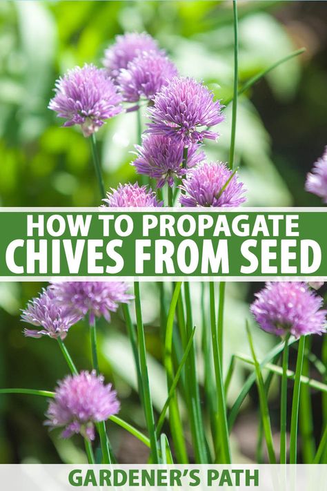 How To Grow Chives, How To Plant Chives, Growing Chives From Seed, How To Preserve Chives, How To Save Fresh Chives, Chive Seeds, Growing Chives, Chives Plant, Chive Flower