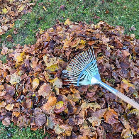 Should I rake my leaves this fall? Experts say that's not always a good idea. Here's why. — USA TODAY Raking Leaves, Falling Leaves, Fall Foliage, Usa Today, Patio Garden, Autumn Leaves, Fall Colors, Garden Ideas, Lawn