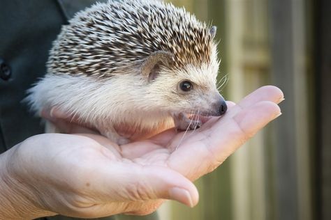 9 up-close animal encounters African Hedgehog, Pygmy Hedgehog, Elephant Camp, Animal Encounters, Irish Festival, Sea Cow, Animal Experiences, Busch Gardens, Poses For Photos