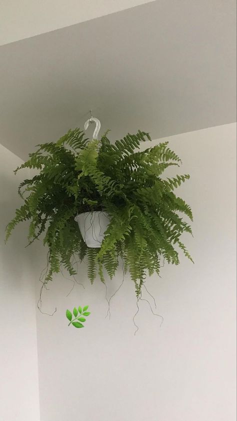 Aesthetic indoor boston fern plant hanging in bedroom. Boston ferns can be easy plant to care for as long as it gets enough bright indirect light and is not hanging over any floor vents. Many brown thumb people like this plant as it can thrive as indoor plant. Fern Plant Aesthetic, Ferns Aesthetic, Fern Aesthetic, Indoor Ferns, Plant Hanging, Floor Vents, Boston Fern, Ideas Hogar, Fern Plant