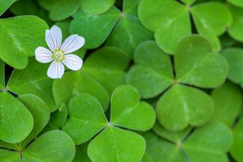 Shamrock Plant, Bulletin Ideas, White Flowering Plants, Shamrock Flower, Native Foods, Wood Sorrel, Perennial Vegetables, National Flower, Summer Harvest