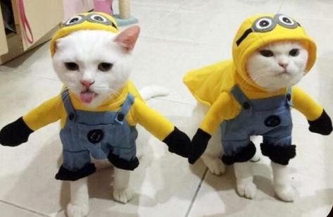 Cute Minions, Halloween Costumes For 3, Cat Halloween Costume, Kitten Gif, Funny Halloween Costumes, Cat Costumes, Funny Cute Cats, Cute Kittens, Funny Cat Videos