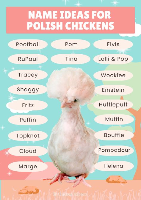 Polish Chickens Breed, Polish Chickens, Polish Rooster, Rooster Names, Names Generator, Leghorn Chickens, Polish Chicken, Fowl Language, Chicken Care